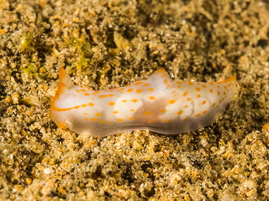 Gymnodoris sp 49